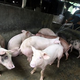 Illustration for article titled Good News And Bad News In Swine Flu Analysis